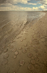 Hundreds of jellyfish washed up on the beaches