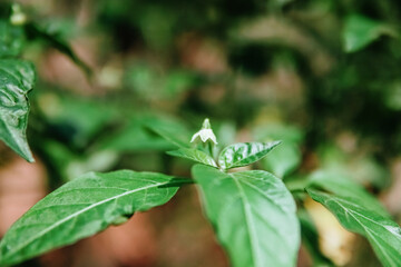 Fresh green chili leaves in the garden. suitable for agriculture