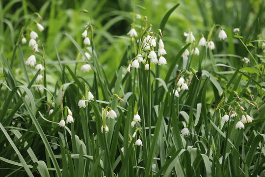 snowdrop