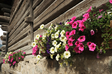 Fototapeta na wymiar Colored Petunia flowers in Val di Fassa, Dolomites, Italy.