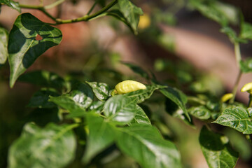 Fresh green chili leaves in the garden. suitable for agriculture