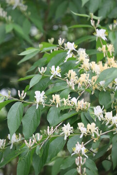 honeysuckle in bloom
