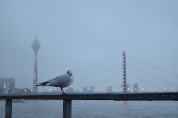 Taube am Rhein
