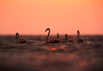 Greater Flamingos and dramatic light in the monring at Asker coast, Bahrain
