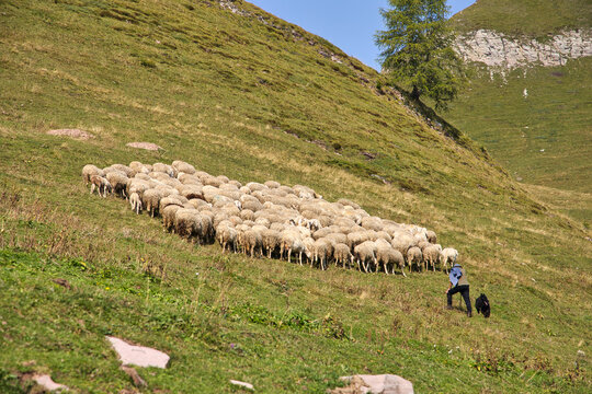 Alpeggio con mandria pecore con pastore  e cane in  montagna in val di Non