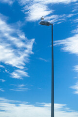 Gull at the top of a street lamp. Oleron island, France