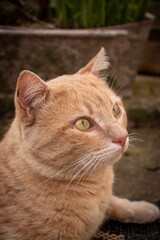 striped caramel cat profile picture resting