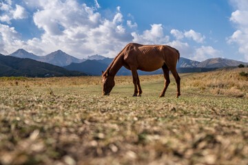 Fototapeta na wymiar horse in the mountains