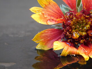 Fototapeta na wymiar orange flower with water drops