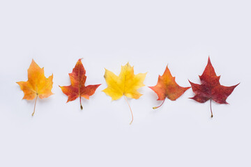 Colorful autumn leaves on white background