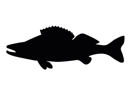 Zander fish big swims. Vector image.