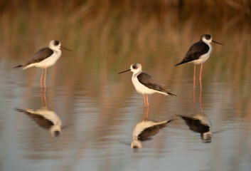 Little Stint and reflection on water at Asker marsh, Bahrain