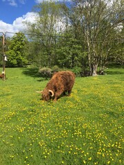 Highland cows on a lea and lush meadow. A sunny day with plenty of small yellow flowers for eating. Järfälla, Stockholm, Sweden.