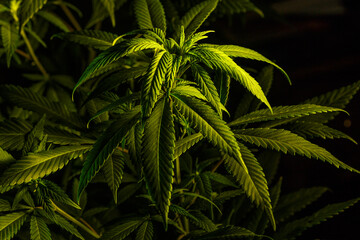 Naklejka na ściany i meble Mature marijuana plant with bud and leaves. Marijuana plant texture on an indoor cannabis farm.The concept of Indoor grow marijuana. marijuana for recreational purposes.