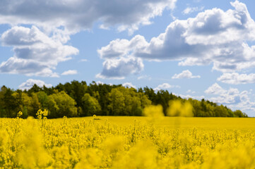 rapeseed field in spring