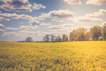 Obraz premium field and sky with clouds