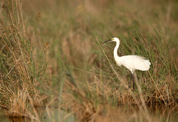 Intermediate Egret at Asker Marsh, Bahrain
