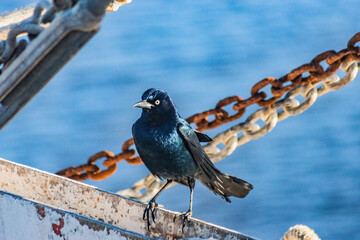 Boat-tailed Grackle