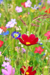 Obraz na płótnie Canvas Farbenfrohe Blumenwiese in der Grundfarbe grün.mit verschiedenen Wildblumen.