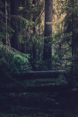 forest in the morning