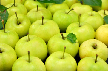 a lot of green apples close-up natural background