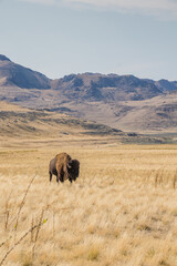 Bison grazing © Hope Photography