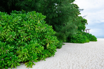 vegetation and sand at beautiful beach of bamboo island near Phi Phi islands in Krabi, Thailand