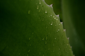 Maguey Mexicano