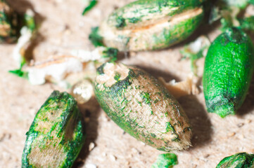 Poison green for pests of rats and mice, close-up