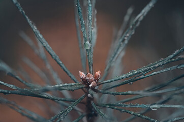 water drops on a pine tree