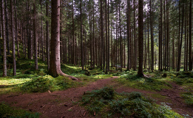 Fototapeta premium Wald bei Riesachwasserfall in der Steiermark 
