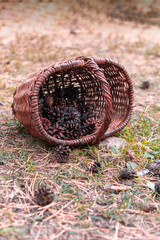 Basket with cones isolated on the ground, toned