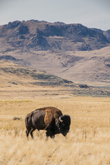 Bison at Antelope Island State Park © Hope Photography