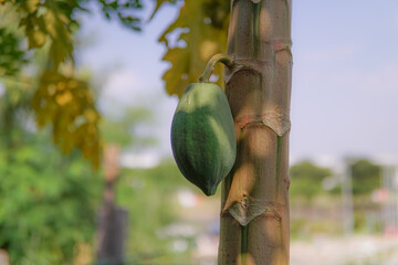 fresh papaya fruit thrives on the tree. fit for agriculture