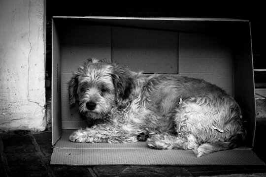 Dog in a box 2