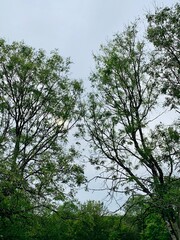 trees in the forest