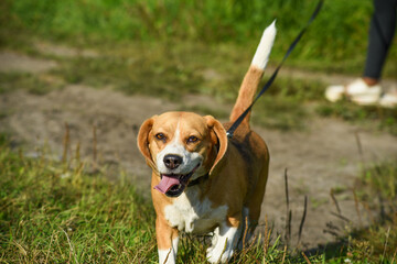 beagle dog walking in the park
