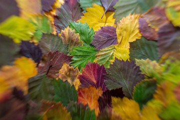 
pattern of colorful autumn leaves