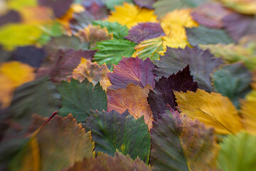 
pattern of colorful autumn leaves
