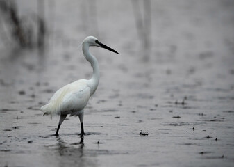 Intermediate Egret fishing during rain at Asker Marsh, Bahrain