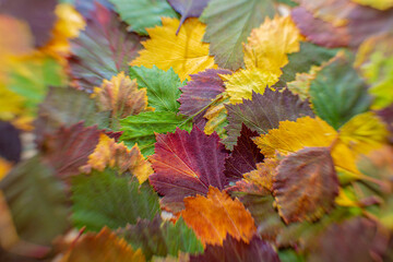 
pattern of colorful autumn leaves