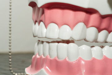 Educational dental model, jaws with white teeth close up, front angle view, selective focus