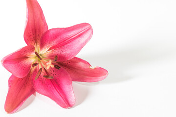 Red Lily on a white background