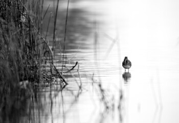 Common snipe at Asker marsh, Bahrain. A highkey image
