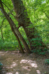 Bent Trees in a Forest