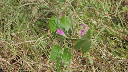 Vida entre el follaje.