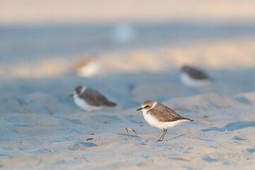 Waders or shorebirds, kentish plover on the beach
