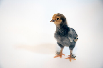 baby chicken on white