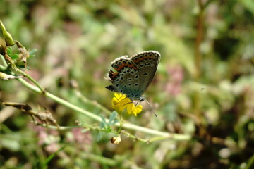 Aricia agestis (butterfly) on yellow blossom