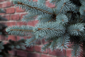 Naklejka na ściany i meble .Christmas tree with red brick wall